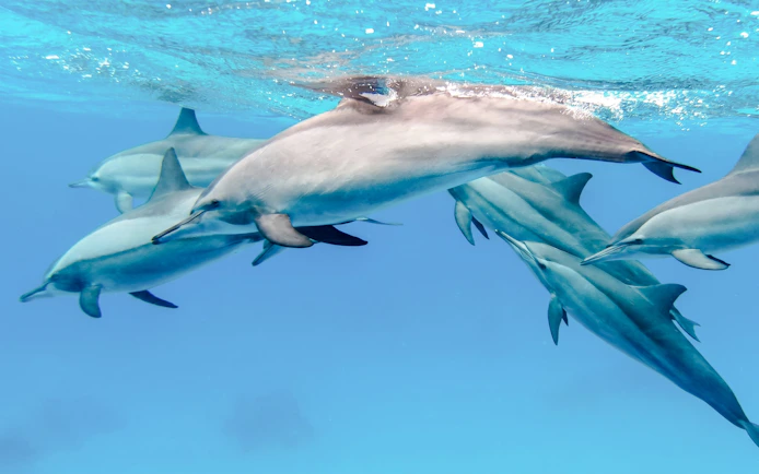 Dolphins swimming underwater during a Whale & Dolphin Encounter in Mauritius.