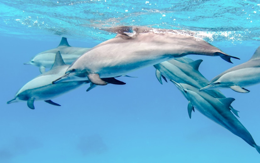 Dolphins swimming underwater during a Whale & Dolphin Encounter in Mauritius.