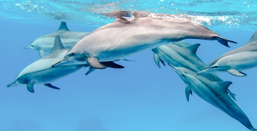 Dolphins swimming underwater during a Whale & Dolphin Encounter in Mauritius.
