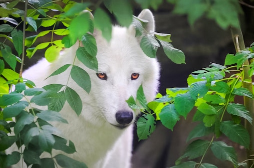 ARTIS Bilet wstępu do Królewskiego Zoo w Amsterdamie