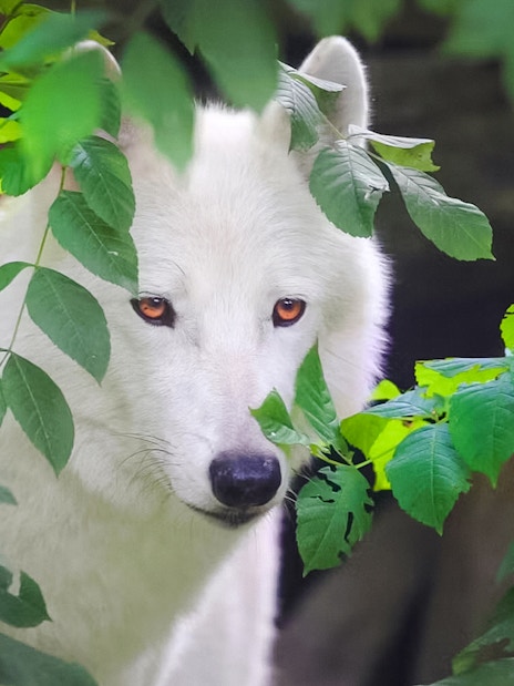 Arctic wolf peering through green foliage.