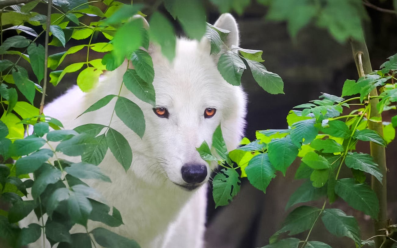 Arctic wolf peering through green foliage.