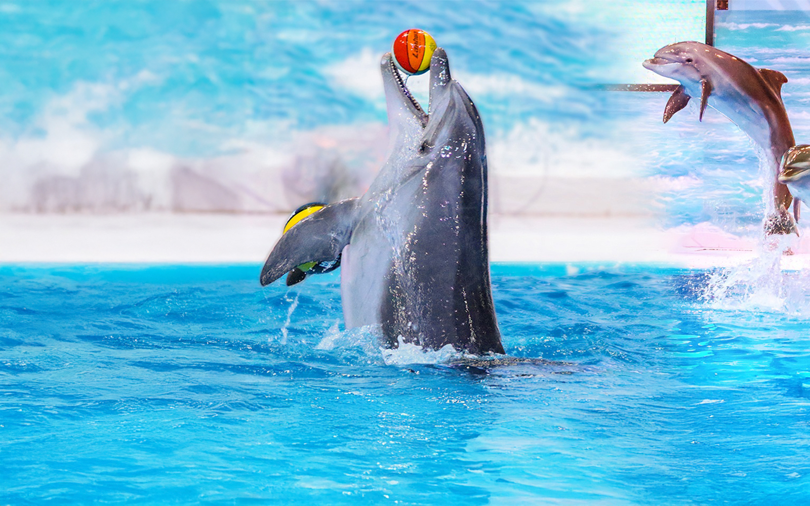 Dolphin playing in the water