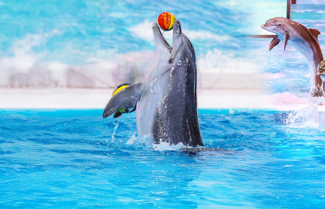 Dolphin playing in the water