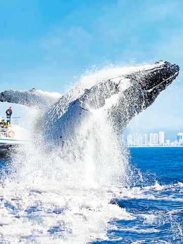 Whale breaching near a tour boat with city skyline in the background.