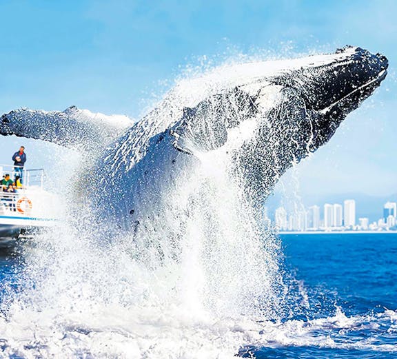 Whale breaching near a tour boat with city skyline in the background.