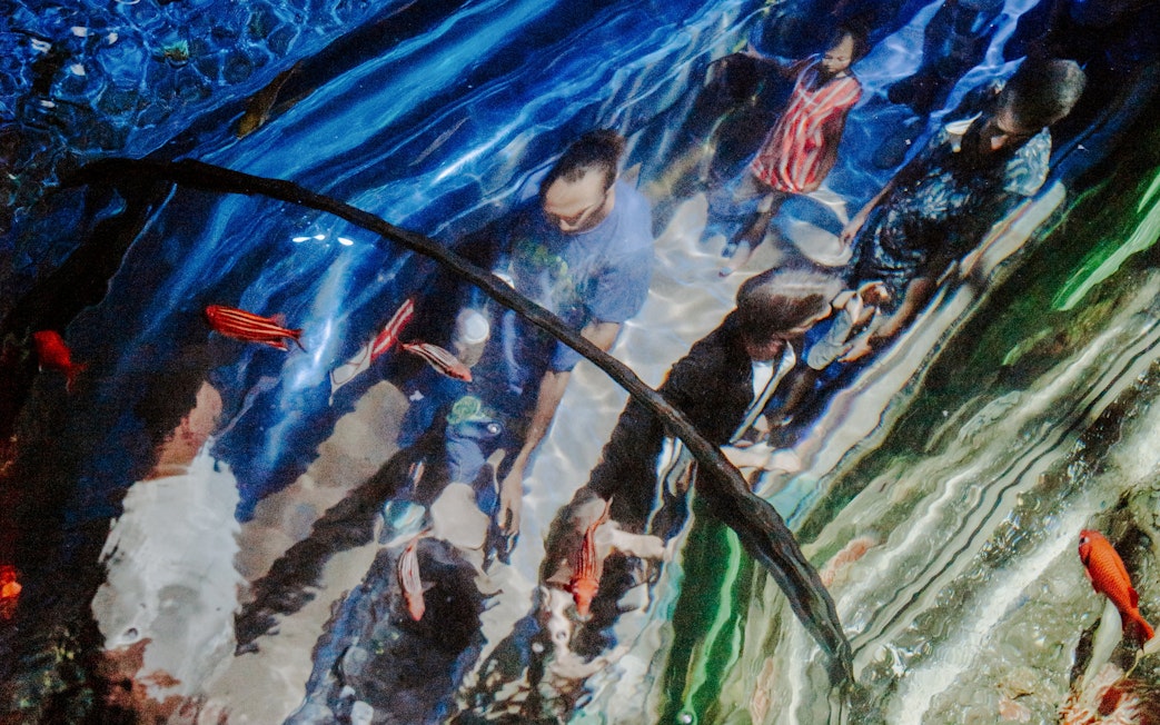 Visitors walking through the aquarium tunnel at SEA Life Brighton, surrounded by fish.