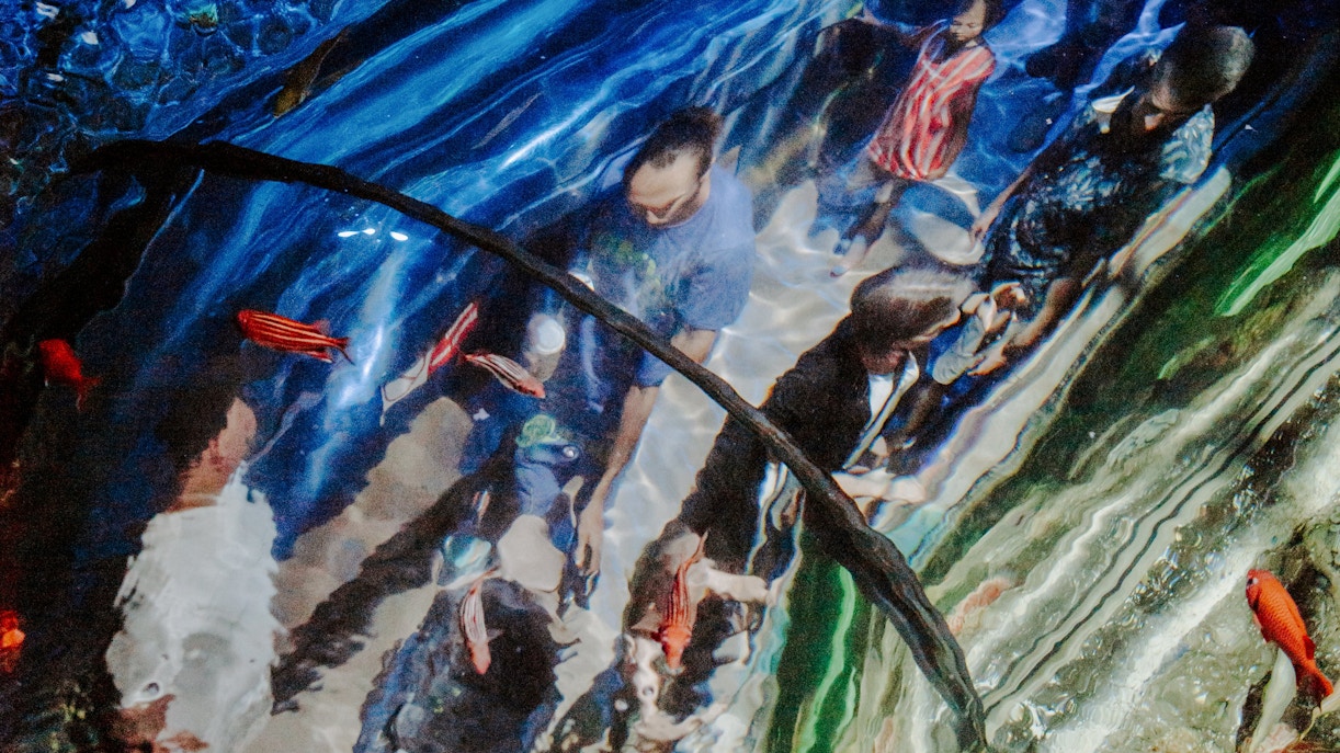 Visitors walking through the aquarium tunnel at SEA Life Brighton, surrounded by fish.