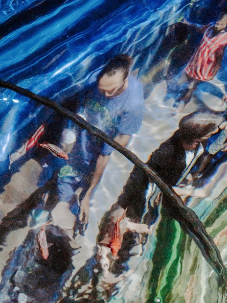 Visitors walking through the aquarium tunnel at SEA Life Brighton, surrounded by fish.