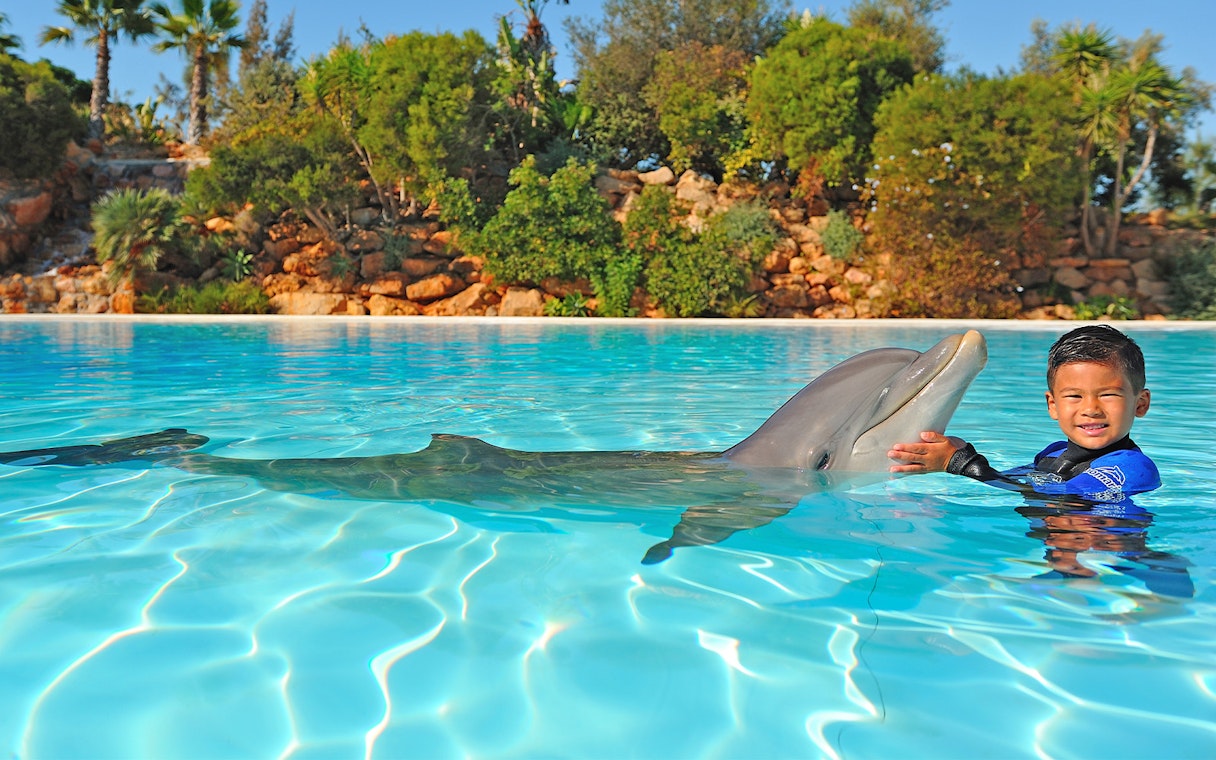 Child interacting with a dolphin in a pool at Zoomarine during the Dolphin Emotions Experience.