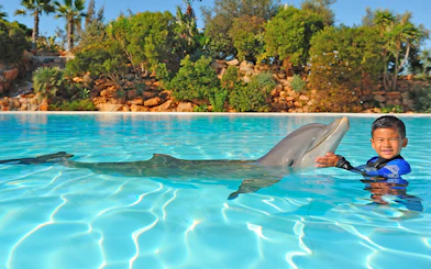 Child interacting with a dolphin in a pool at Zoomarine during the Dolphin Emotions Experience.