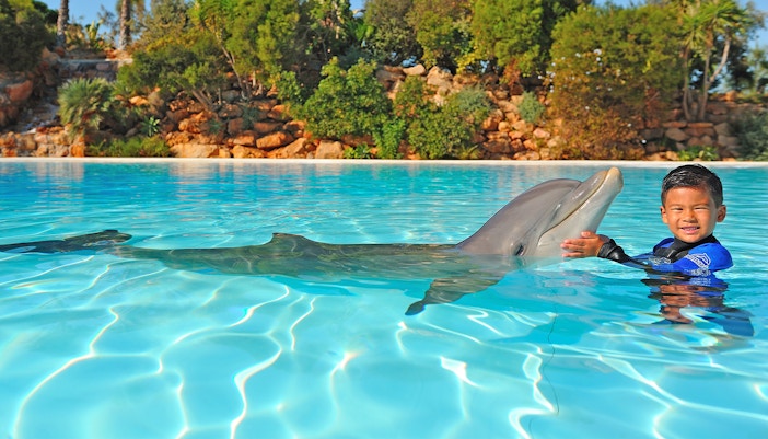 Dolphins performing at Zoomarine, Albufeira, part of the Dolphin Emotions Experience.