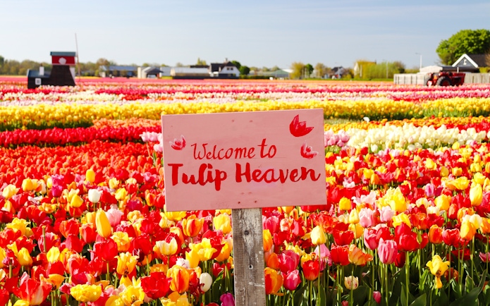 Tulip fields with a "Welcome to Tulip Heaven" sign at Tulip Experience Amsterdam.