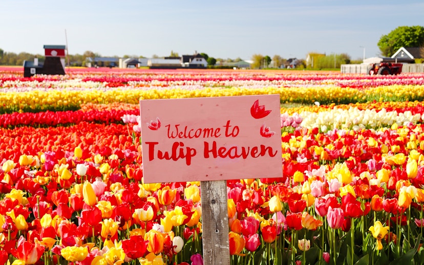 Tulip fields with a "Welcome to Tulip Heaven" sign at Tulip Experience Amsterdam.