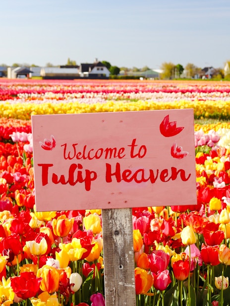 Tulip fields with a "Welcome to Tulip Heaven" sign at Tulip Experience Amsterdam.
