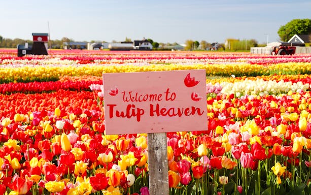 Tulip fields with a "Welcome to Tulip Heaven" sign at Tulip Experience Amsterdam.