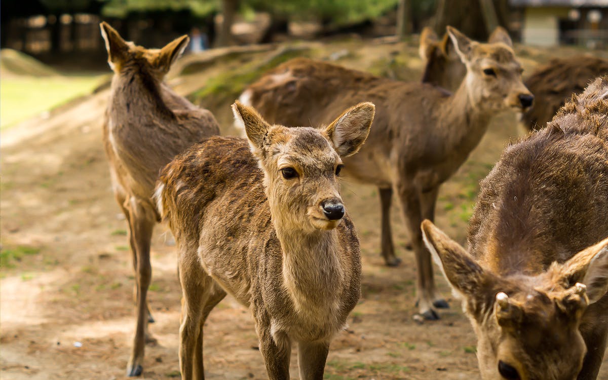 guided day tour of kyoto and nara: fushimi inari taisha shrine, arashiyama, and nara park-8 guided day tour of kyoto and nara: fushimi inari taisha shrine, arashiyama, and nara park-8