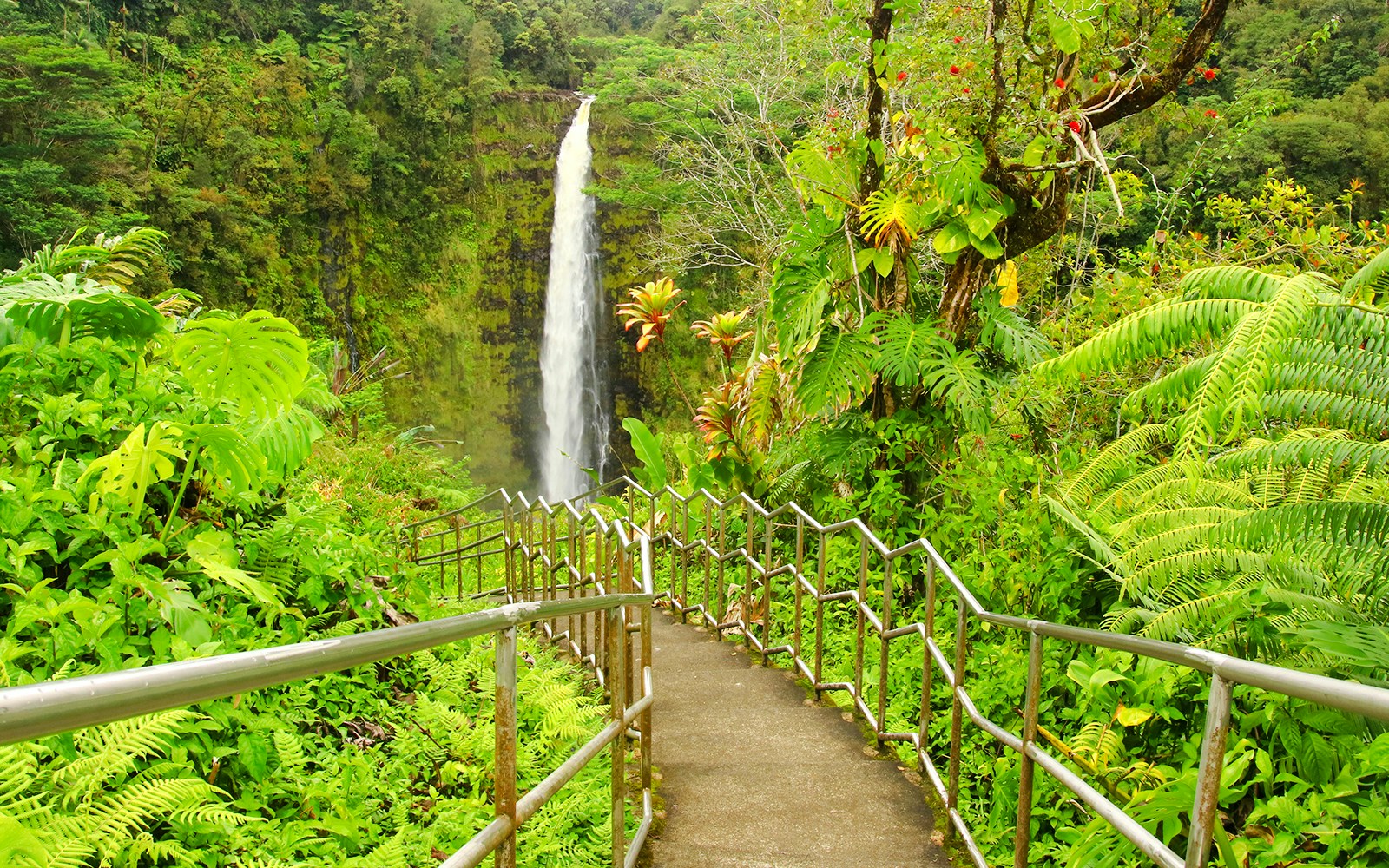 Pathway leading to Akaka Falls surrounded by lush greenery in Akaka Falls State Park, Hawaii Big Island.