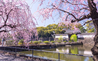Cherry blossoms overhanging the moat at the Imperial Palace, Tokyo, Japan.