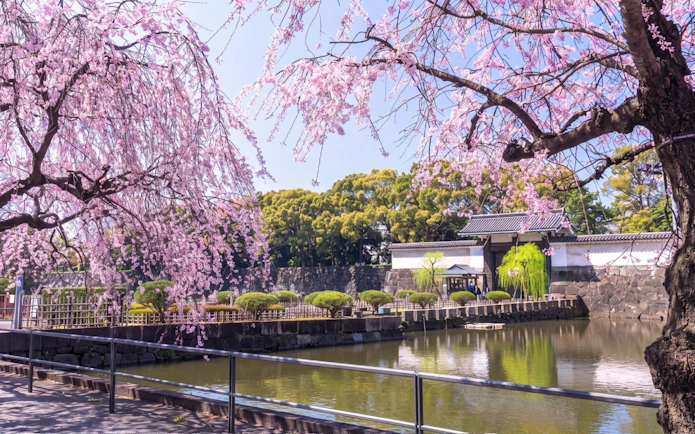 Cherry blossoms overhanging the moat at the Imperial Palace, Tokyo, Japan.
