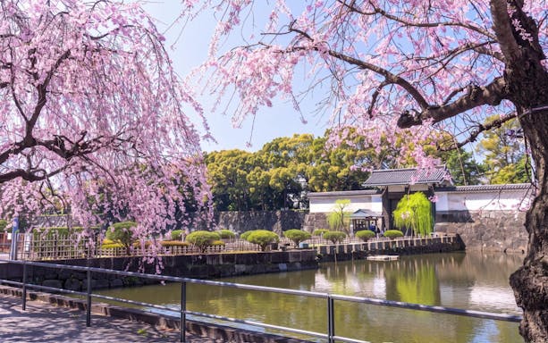 Cherry blossoms overhanging the moat at the Imperial Palace, Tokyo, Japan.