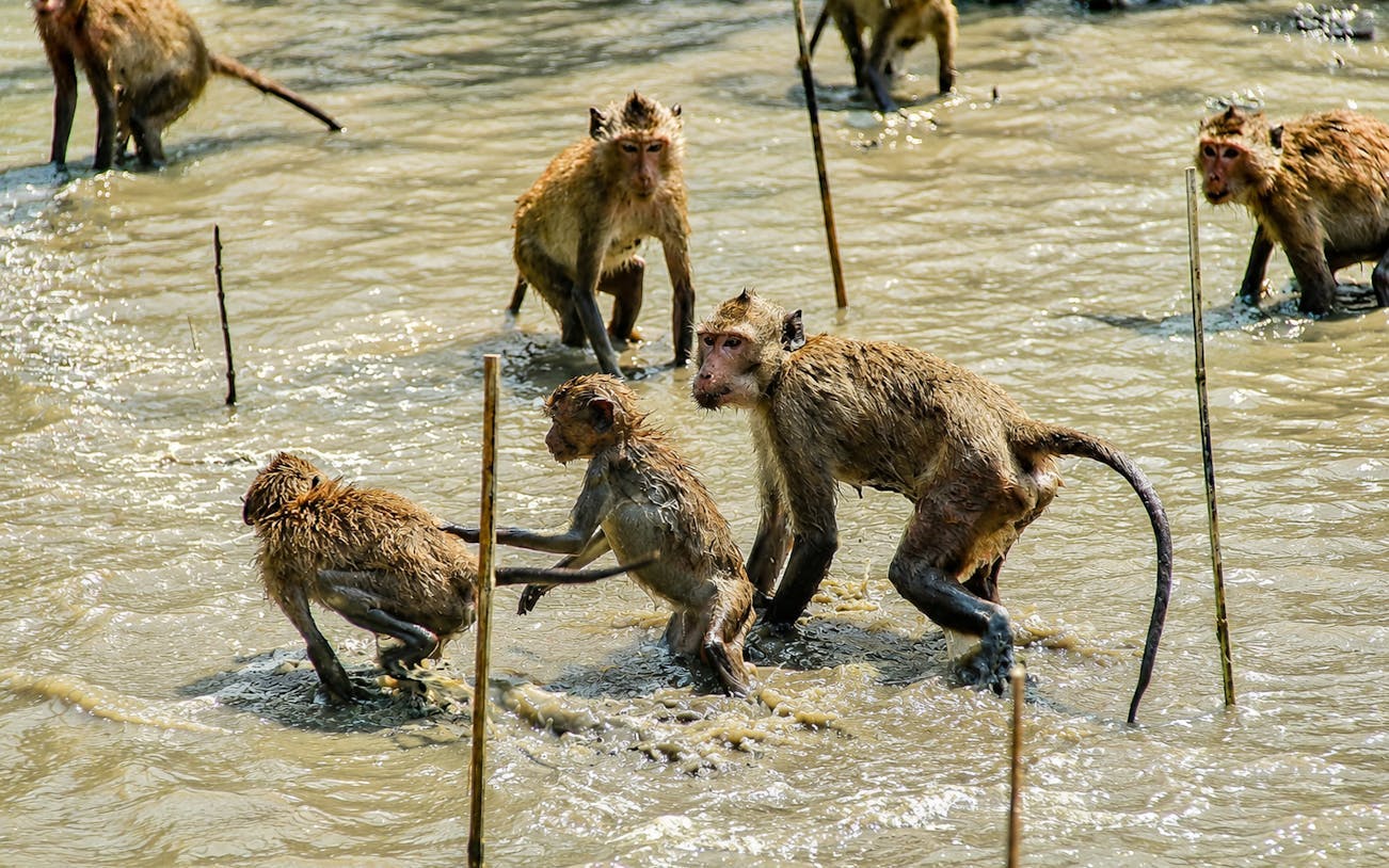 tour privado: mercado flutuante de amphawa, alimentação dos macacos e passeio de barco-4