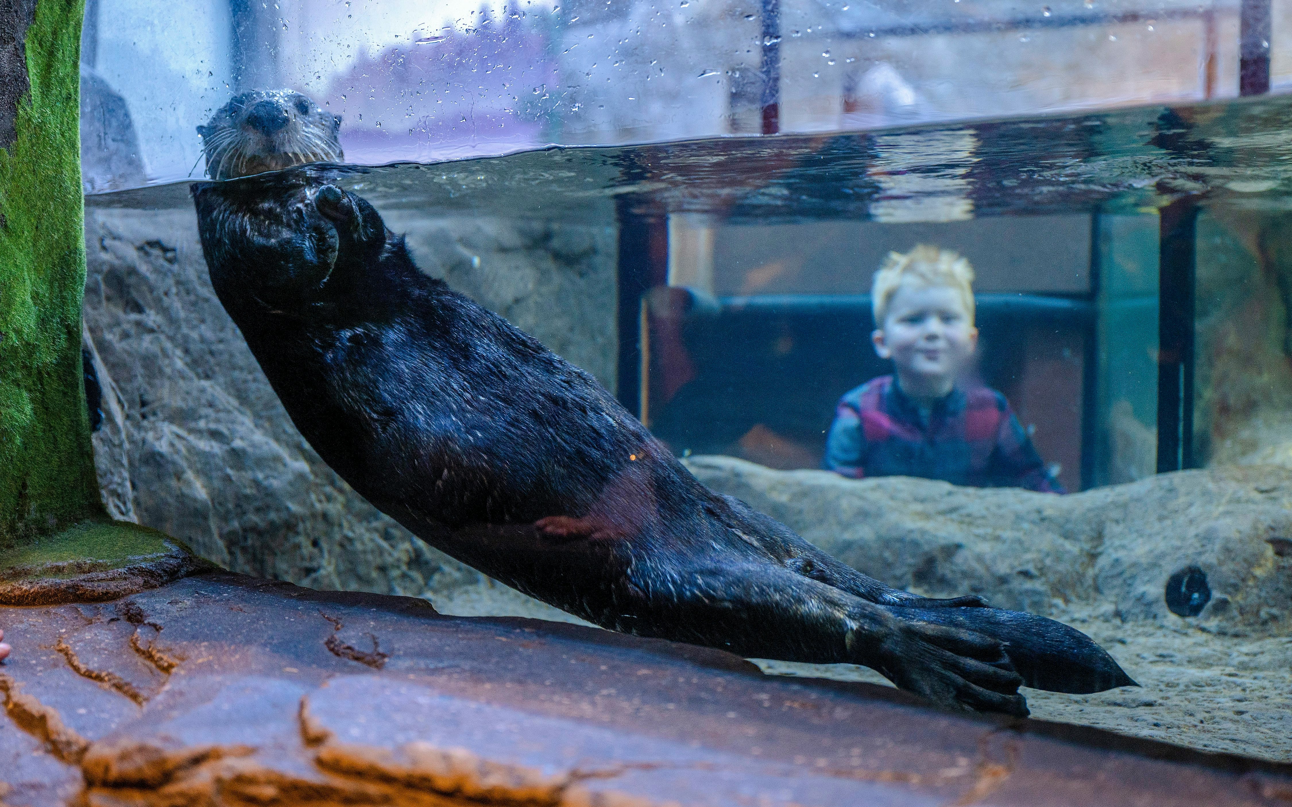 Otter swimming in an aquarium tank at SEA LIFE Birmingham with a child watching.