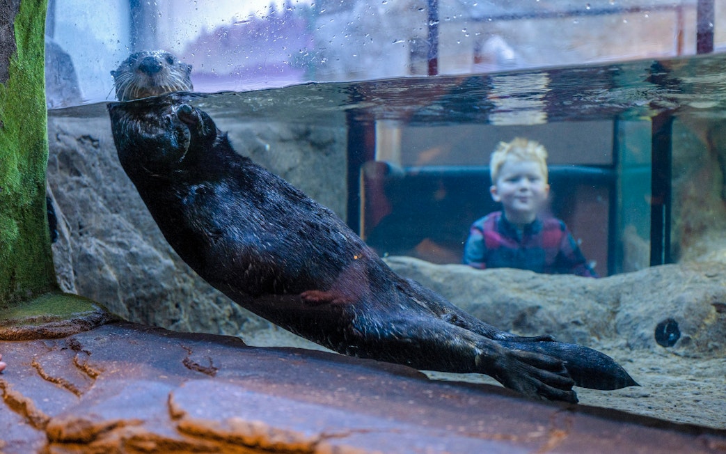 Otter swimming in an aquarium tank at SEA LIFE Birmingham with a child watching.