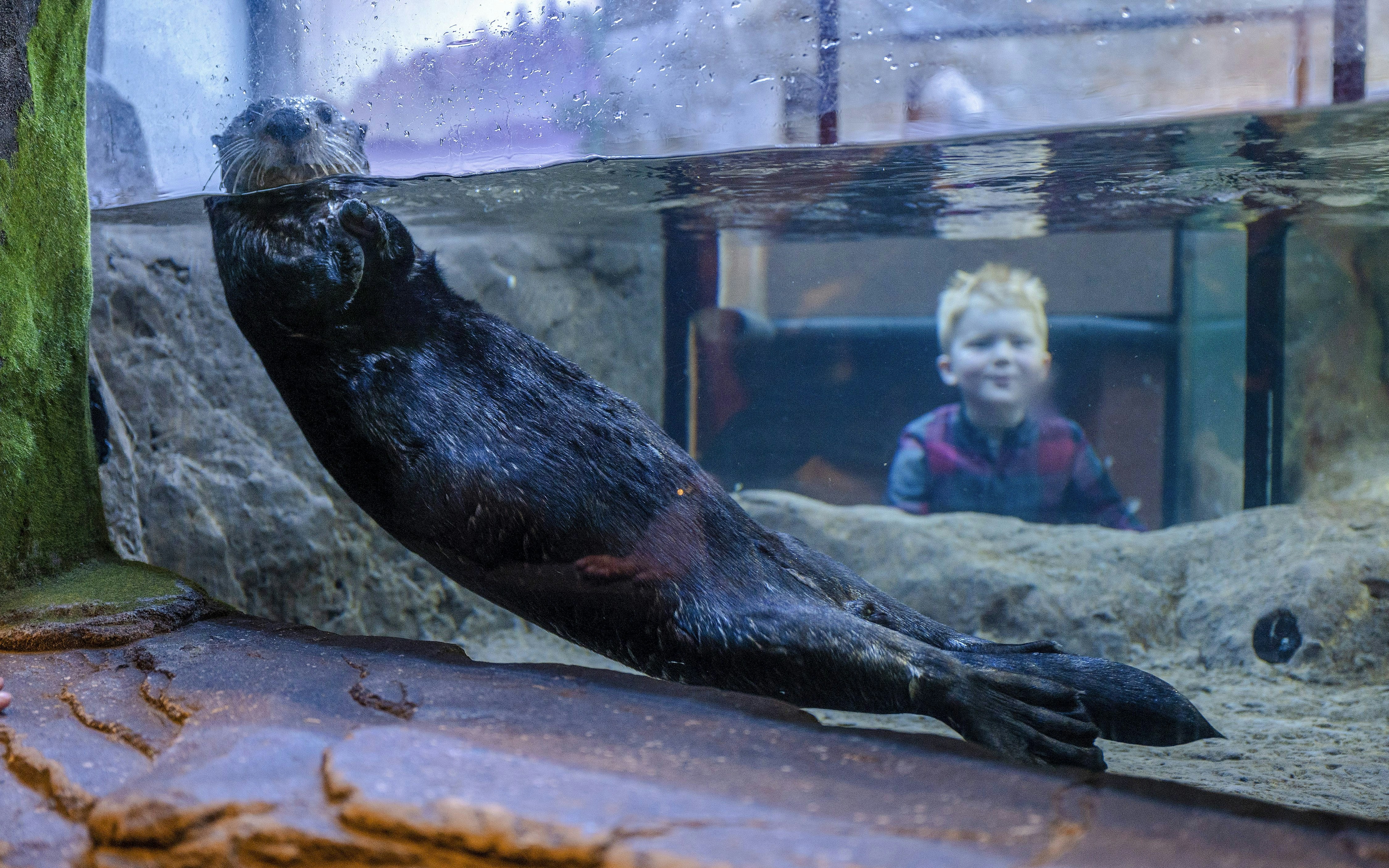 Otter swimming in an aquarium tank at SEA LIFE Birmingham with a child watching.