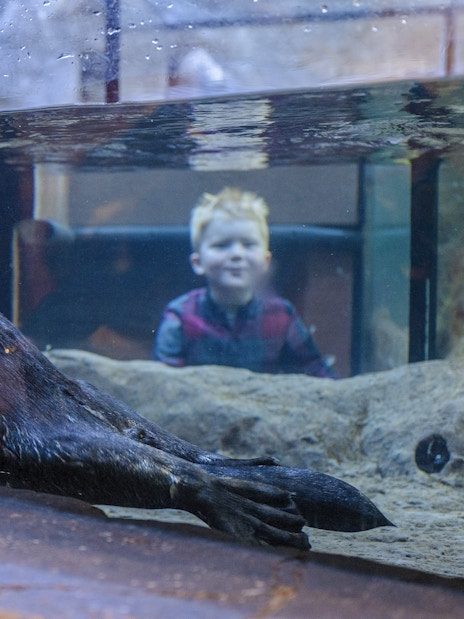 Otter swimming in an aquarium tank at SEA LIFE Birmingham with a child watching.