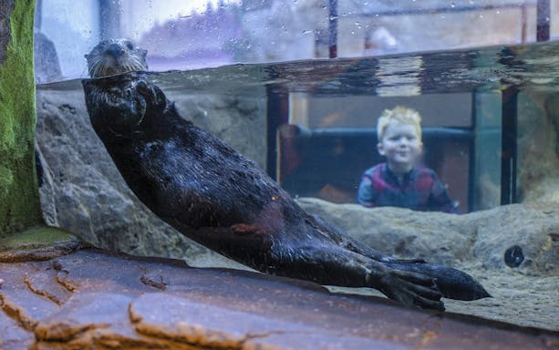 Otter swimming in an aquarium tank at SEA LIFE Birmingham with a child watching.
