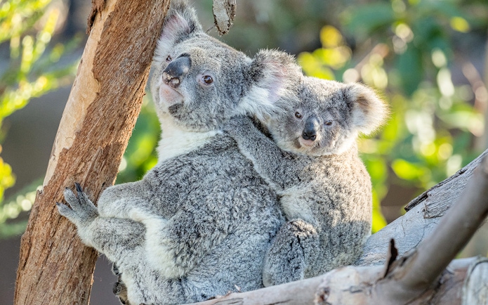 Koalas perched on a tree at San Diego Zoo.