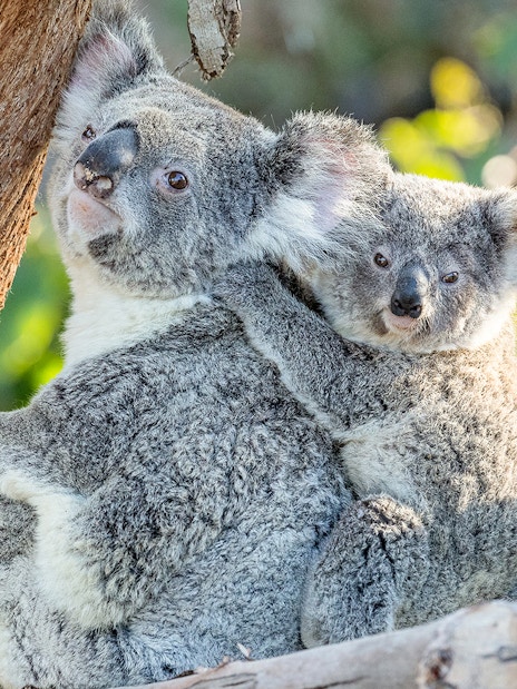 Koalas perched on a tree at San Diego Zoo.