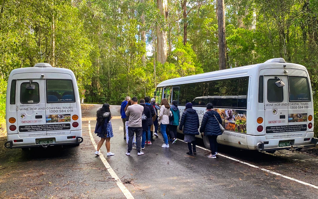 Tourists boarding buses for a forest walk on the Great Ocean Road Day Tour.