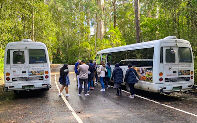 Tourists boarding buses for a forest walk on the Great Ocean Road Day Tour.
