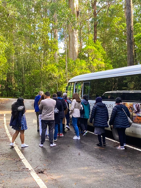 Tourists boarding buses for a forest walk on the Great Ocean Road Day Tour.