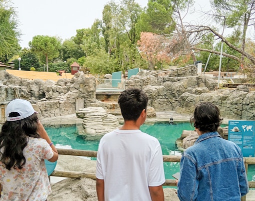 Sea lions swimming in the pool at Madrid Zoo Aquarium.