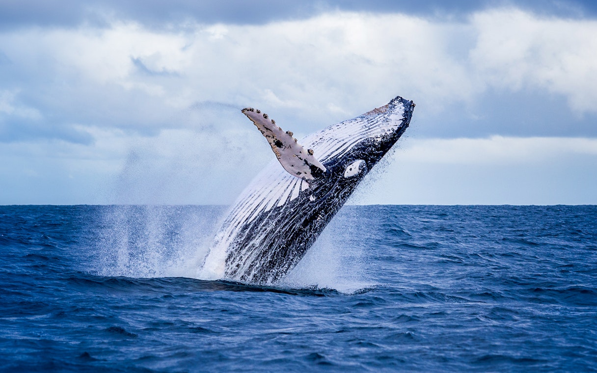 Whale breaching out of the ocean with splashes, under a cloudy sky.