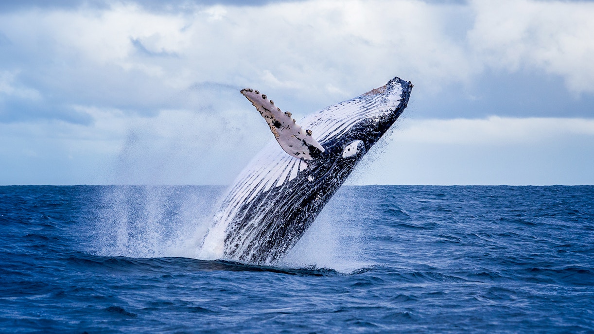 Whale watching season in Tromso