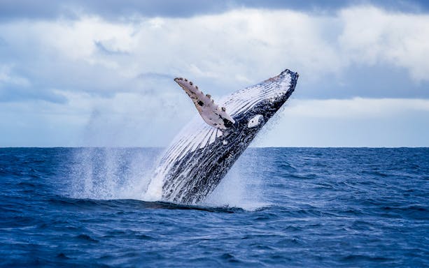Whale breaching out of the ocean with splashes, under a cloudy sky.