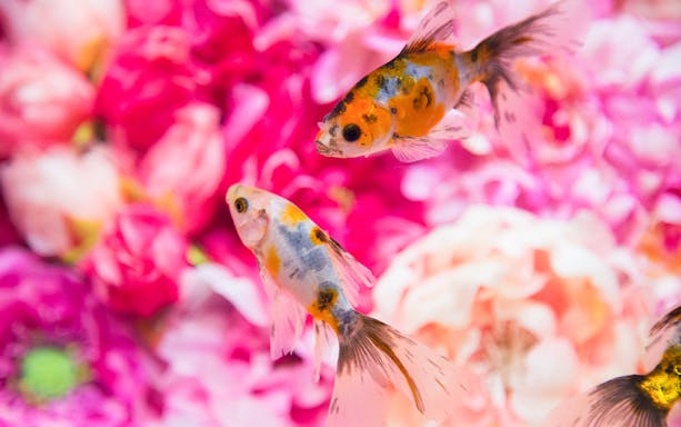 Colorful goldfish swimming against a backdrop of pink flowers at Nara Kingyo Museum.