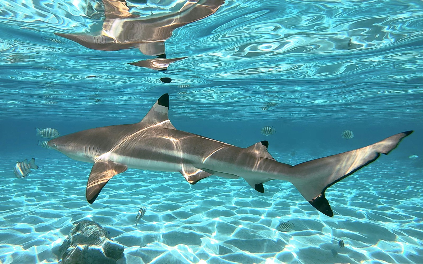 Black tip reef shark swimming in clear tropical waters with fish nearby.