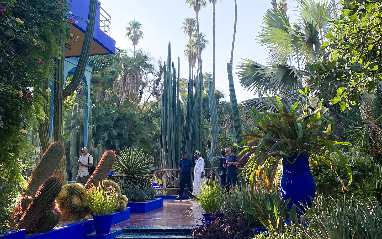 Jardin Majorelle garden with tall cacti, palm trees, and visitors exploring the vibrant landscape.