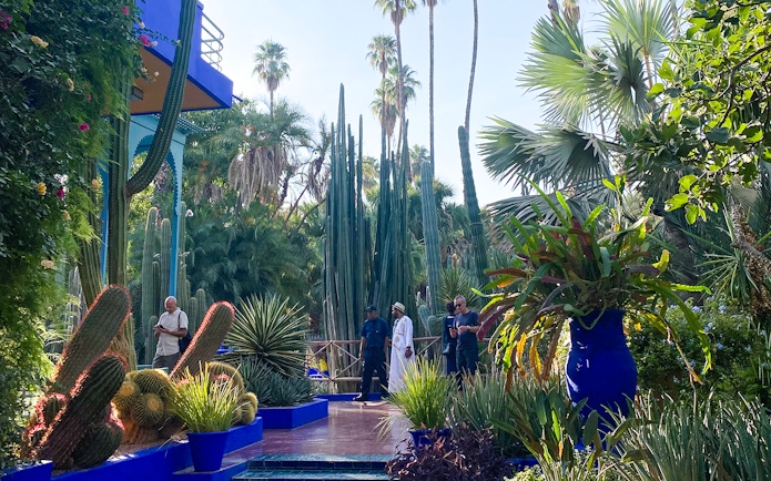 Jardin Majorelle garden with tall cacti, palm trees, and visitors exploring the vibrant landscape.