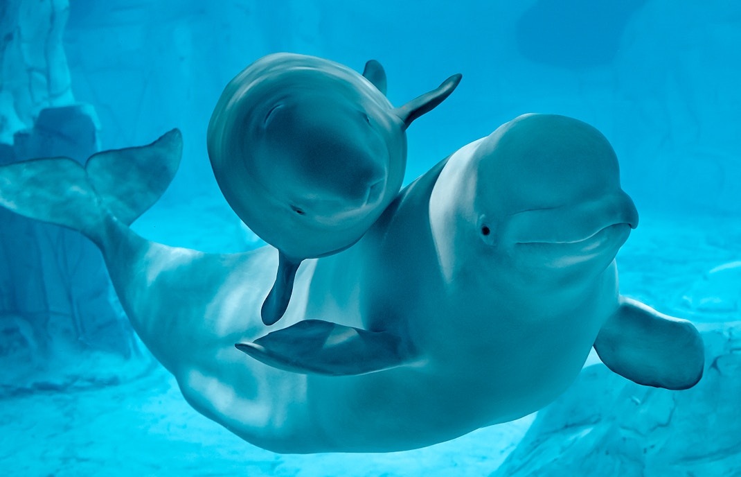 Beluga Whales at Arctic Habitat - Oceanografic Valencia