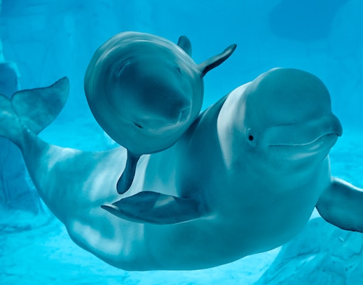 Beluga whale family swimming in Arctic section at Oceanografic Valencia.