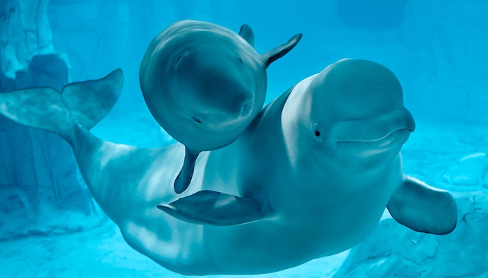 Beluga Whales at Arctic Habitat - Oceanografic Valencia