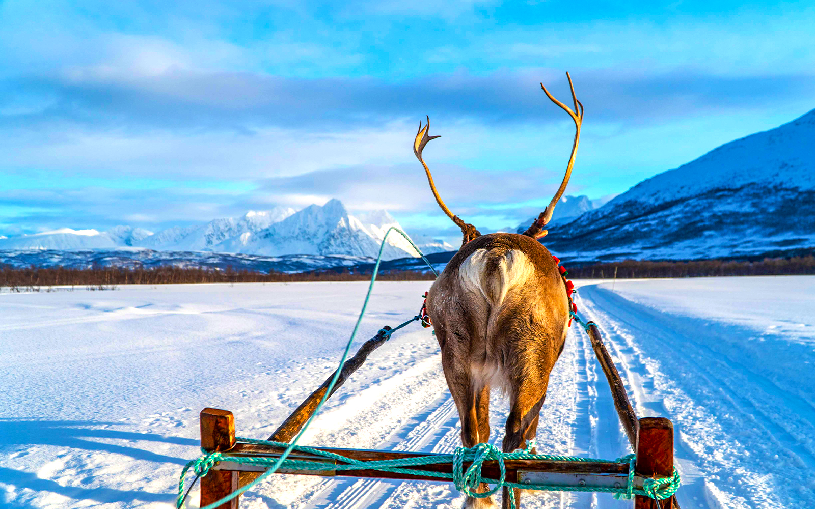 Reindeer pulling sled through snowy landscape, showcasing Sami culture.