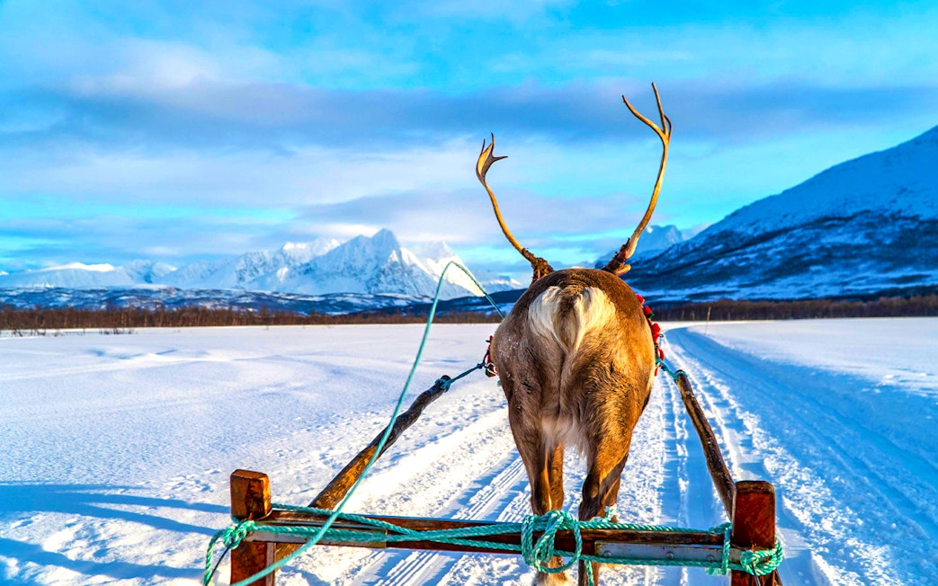 Reindeer pulling sled through snowy landscape, showcasing Sami culture.
