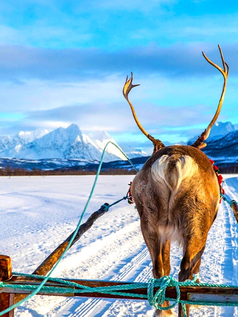 Reindeer pulling sled through snowy landscape, showcasing Sami culture.